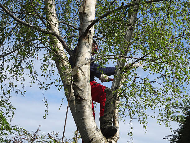 How Our Tree Care Process Works  in  White Bluff, TN